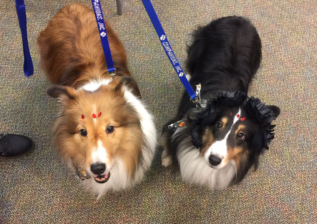 Pet costume contest